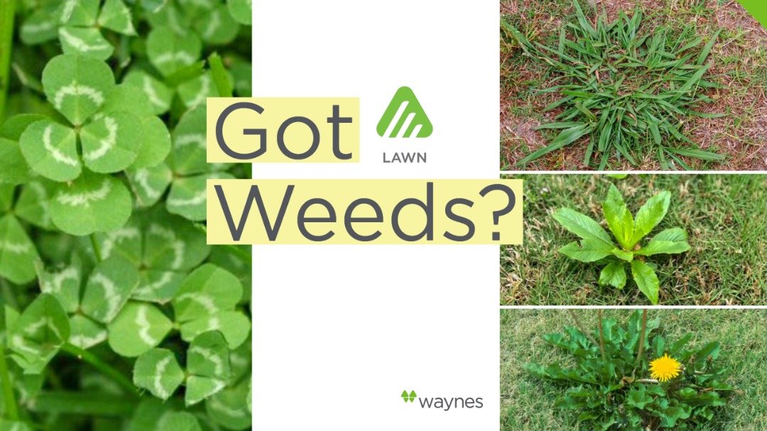 Common Weeds Found in Your Lawn