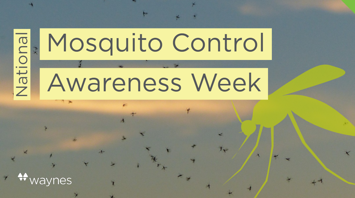 Mosquito Control DIY Backyard Tips & Tricks