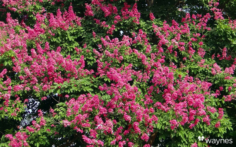Crepe Myrtle Care