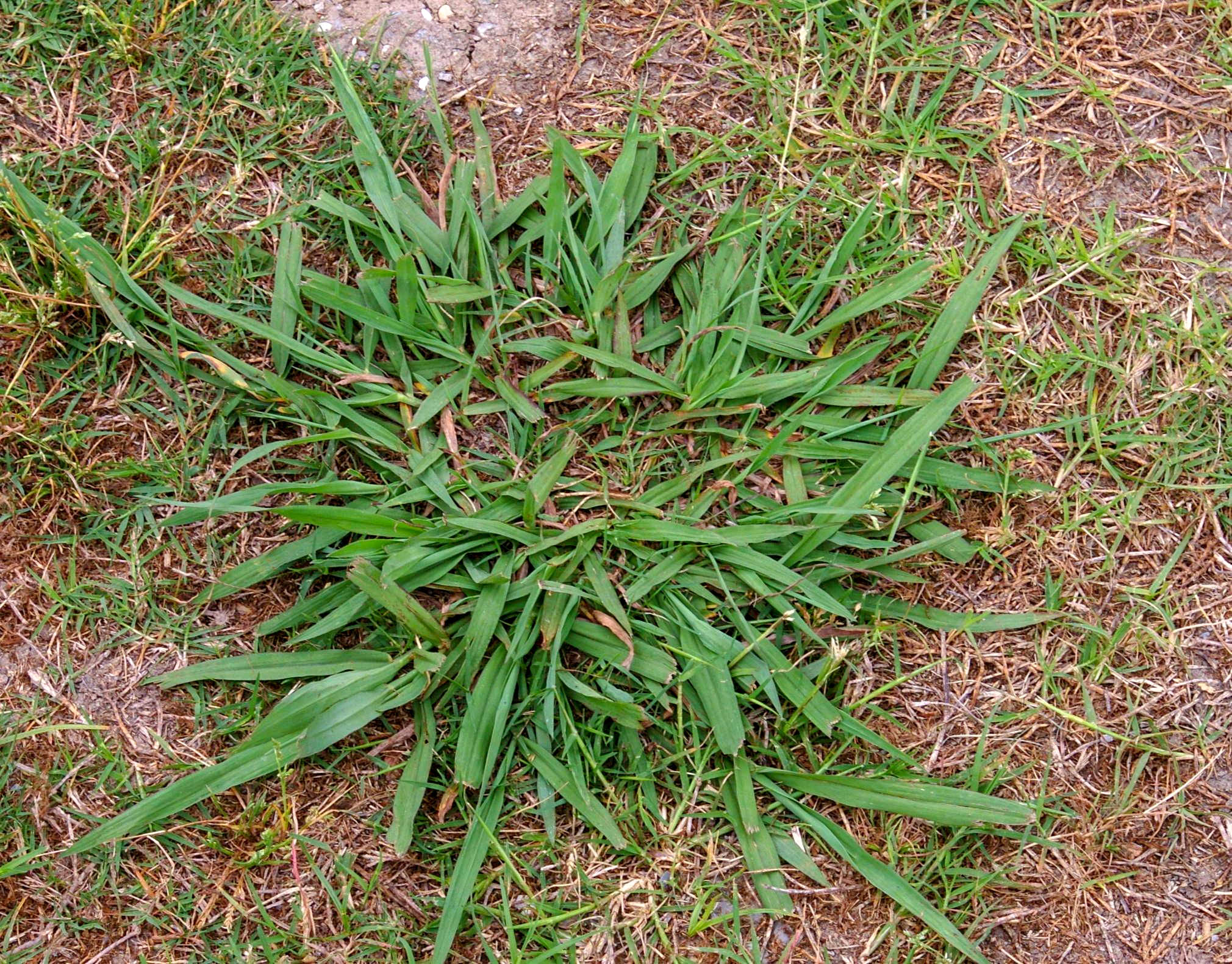 Different Types Of Weeds In Yard