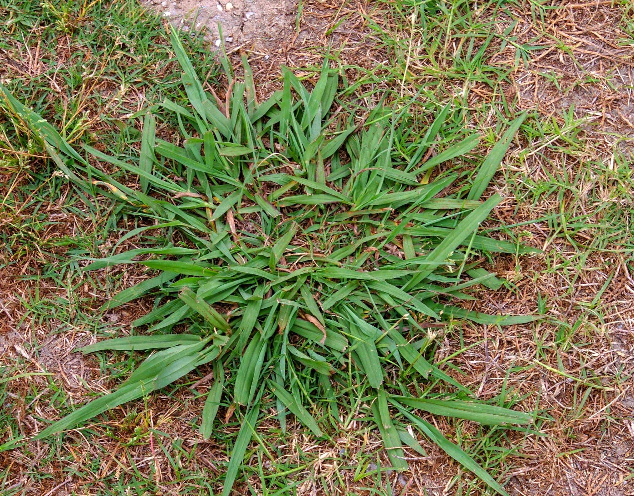 Common Lawn Weeds